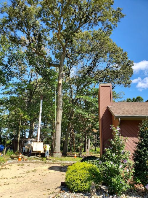  alt='Another excellent job done by Kevin and his crew. 3rd tree I