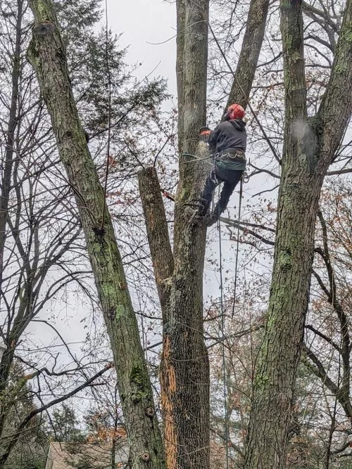 Jack provided excellent service for our inground treatment for our trees and bushes