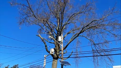 Amazing staff Very professional. Hard working Beat everyone’s price Removed 2 trees for me the next day after giving me a