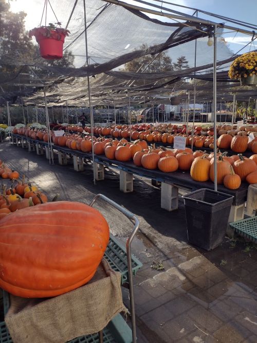 alt='Amazing go to local farm for the best produce and the best plants and gardening needs'