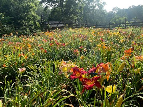  alt='I visited with my friend and I was pleasantly surprised by the beautiful day lilies here'
