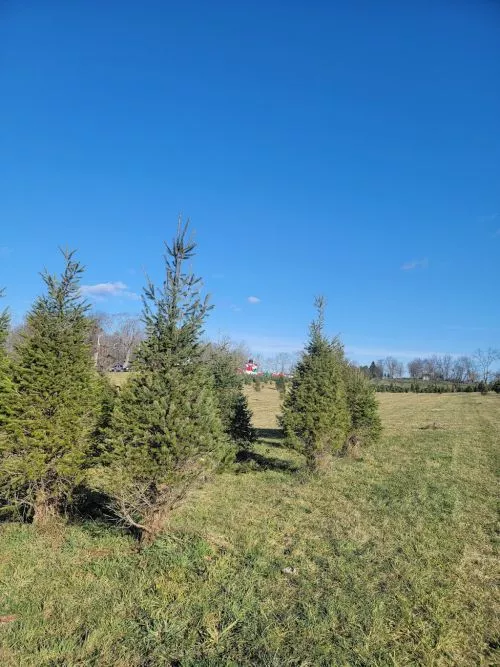 This was the second tree farm we visited today. The selection was more vast than the first tree farm we visited less than