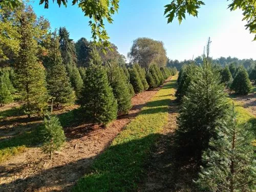 Today, my family got a 6-ft Christmas tree from this farm. The farm is beautiful! The trees are very well trimmed