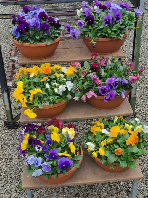 I had such a great experience with Millstone Gardens! Lou was wonderful to work with—he’s knowledgeable, kind, and truly